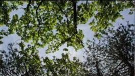 Embedded thumbnail for SISSA - the park